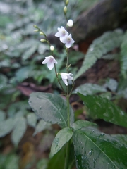 Codonacanthus pauciflorus