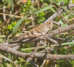 Chortoicetes terminifera