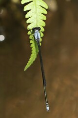 Pseudagrion pruinosum