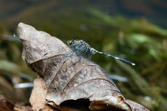 Orthetrum serapia