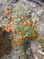 Scutellinia uliginosa