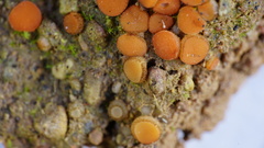 Scutellinia uliginosa