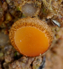 Scutellinia uliginosa