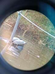Trachemys scripta elegans