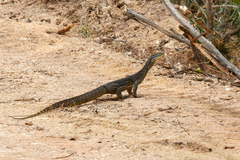 Varanus panoptes panoptes