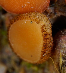 Scutellinia uliginosa