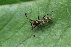 Cyrtodiopsis dalmanni