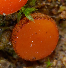 Scutellinia uliginosa