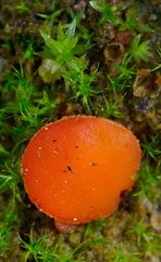 Scutellinia uliginosa