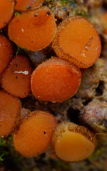 Scutellinia uliginosa