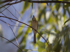 Myiagra rubecula