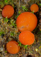 Scutellinia uliginosa