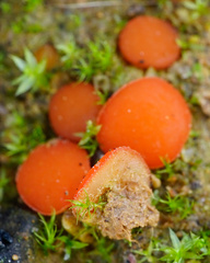 Scutellinia uliginosa