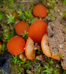 Scutellinia uliginosa