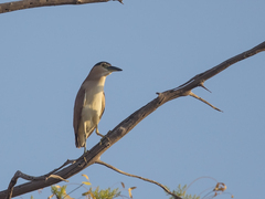 Nycticorax caledonicus