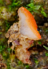 Scutellinia uliginosa