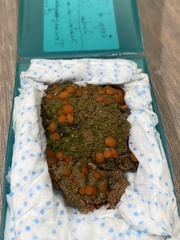 Scutellinia uliginosa