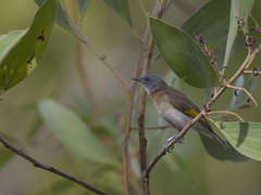 Conopophila albogularis