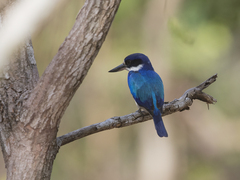 Todiramphus macleayii