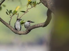 Todiramphus sordidus