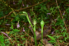 Pinellia ternata