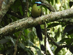 Momotus aequatorialis