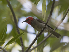Myzomela erythrocephala