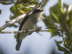 Eopsaltria pulverulenta alligator