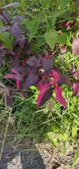 Alternanthera brasiliana