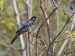 Platycercus venustus