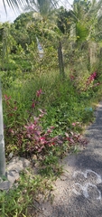 Alternanthera brasiliana