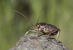 Cyphoderris monstrosa