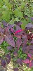 Alternanthera brasiliana