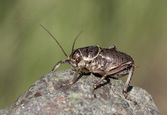 Cyphoderris monstrosa