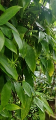 Dracaena surculosa