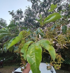 Melicope lunu-ankenda