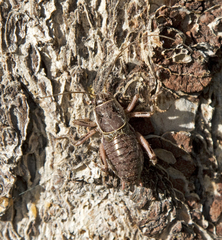 Cyphoderris monstrosa