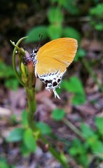 Eooxylides tharis distanti