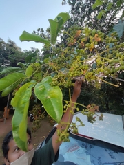 Melicope lunu-ankenda