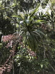 Cordyline