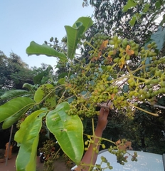 Melicope lunu-ankenda