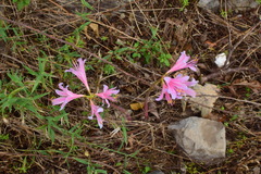 Lycoris insularis