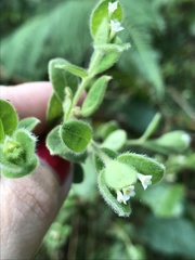 Pimelea altior