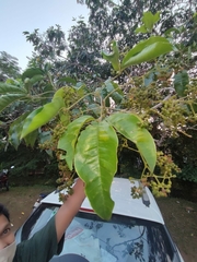 Melicope lunu-ankenda