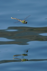 Ophiogomphus occidentis