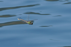 Ophiogomphus occidentis