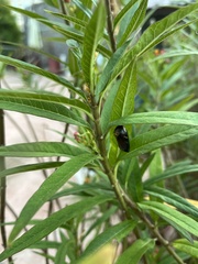 Danaus chrysippus