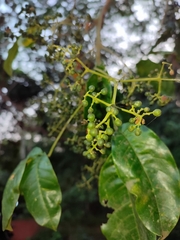 Melicope lunu-ankenda