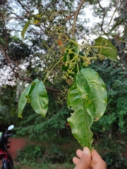 Melicope lunu-ankenda