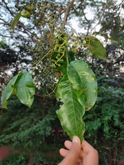 Melicope lunu-ankenda